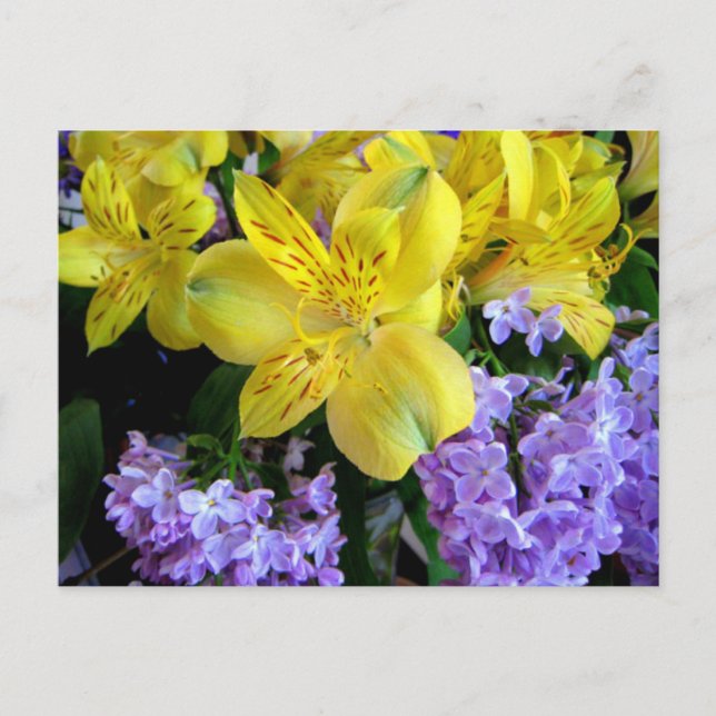 Postal Postcarta de flores de alstromería y Lilacs (Anverso)