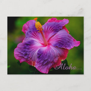 Postal Postcarta de flores de Hibiscus