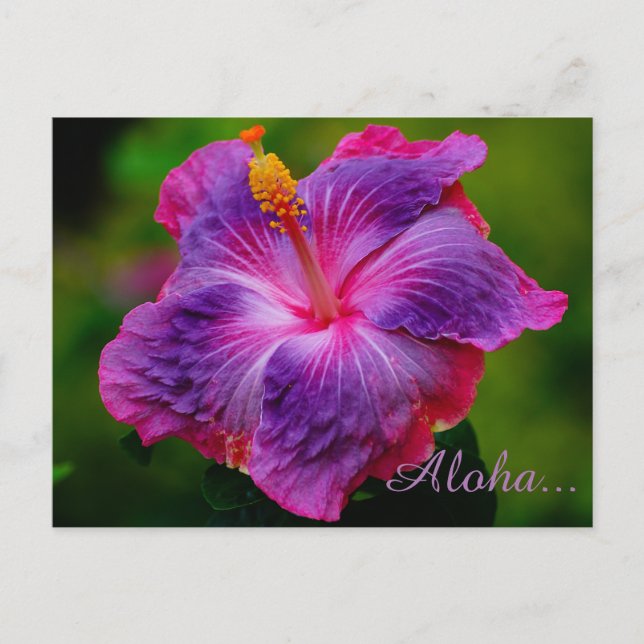 Postal Postcarta de flores de Hibiscus (Anverso)