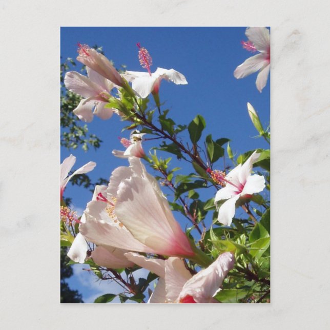 Postal Postcarta de flores de Hibiscus (Anverso)