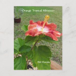 Postal Postcarta de flores de Hibiscus tropical naranja