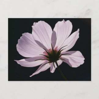 Postal Postcarta de flores de Lilac Cosmea