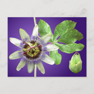 Postal Postcarta de flores de pasión