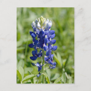Postal Postcarta de flores de Texas Bluebonnet
