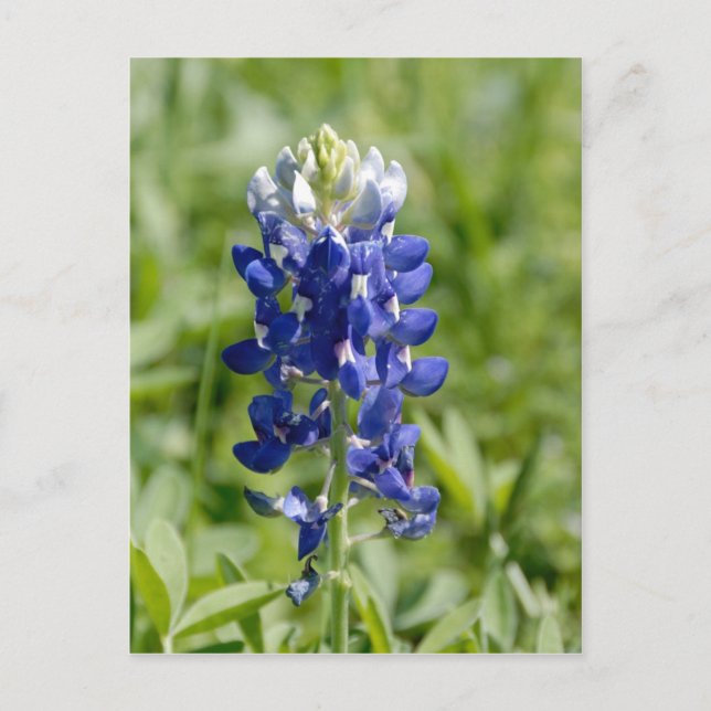 Postal Postcarta de flores de Texas Bluebonnet (Anverso)