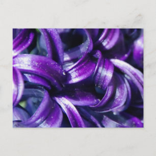 Postal Postcarta de flores moradas de Hyacinin