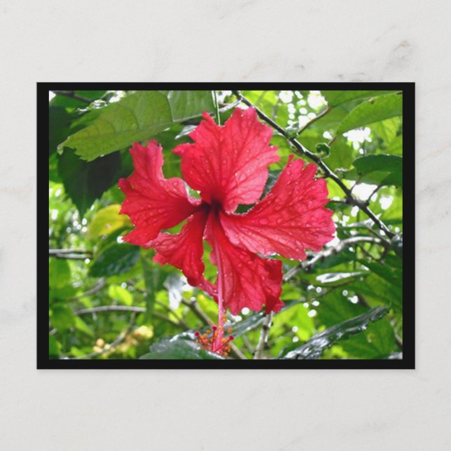 Postal Postcarta de flores rojas hibiscus (Anverso)