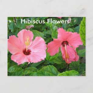 Postal Postcarta de flores rosadas de Hibiscus