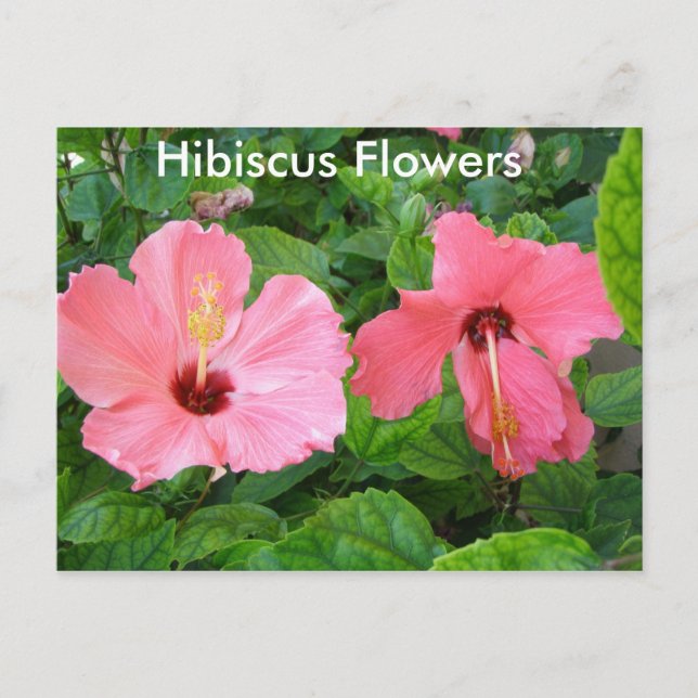 Postal Postcarta de flores rosadas de Hibiscus (Anverso)
