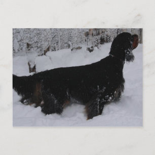Postal Postcarta de fotos de Gordon Setter