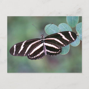 Postal Postcarta de fotos de la mariposa de larga duració