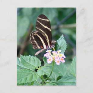 Postal Postcarta de fotos de la mariposa de larga duració
