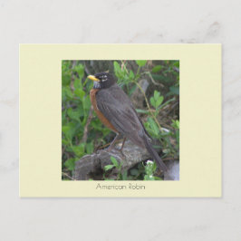 Postal Postcarta de fotos de Robin