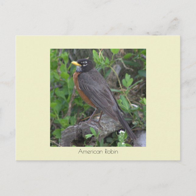 Postal Postcarta de fotos de Robin (Anverso)