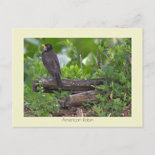 Postal Postcarta de fotos de Robin (Anverso)