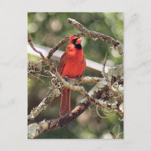 Postal Postcarta de fotos del cardenal masculino