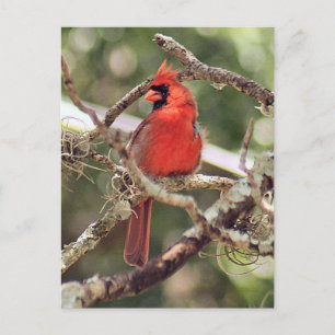 Postal Postcarta de fotos del cardenal masculino