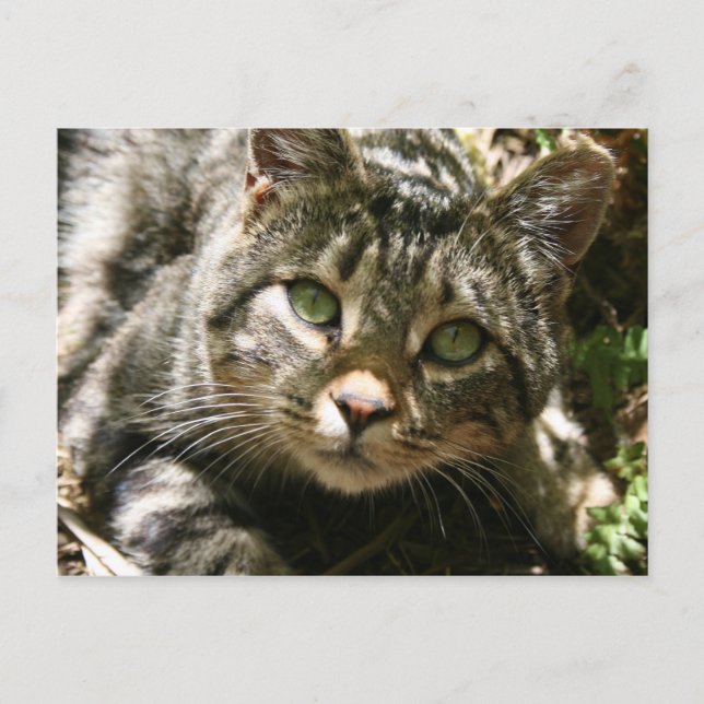 Postal Postcarta de gato de reserva (Anverso)