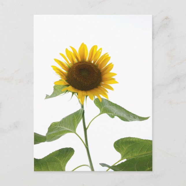 Postal Postcarta de girasol (Anverso)
