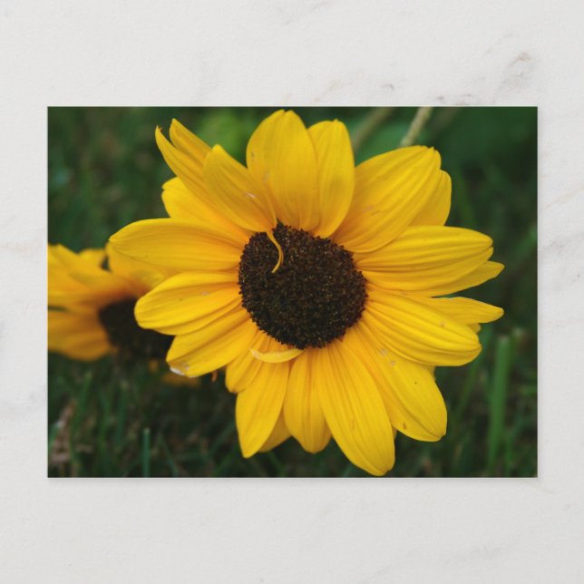 Postal Postcarta de girasol (Anverso)