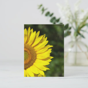 Postal Postcarta de girasol