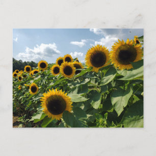 Postal Postcarta de girasol