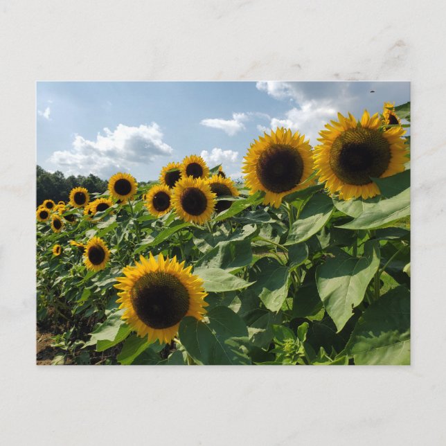 Postal Postcarta de girasol (Anverso)