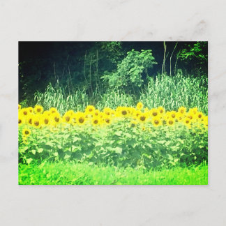 Postal Postcarta de girasol