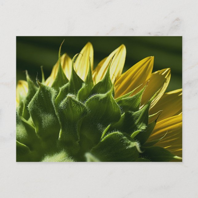 Postal Postcarta de girasol (Anverso)