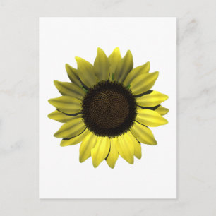 Postal Postcarta de girasol