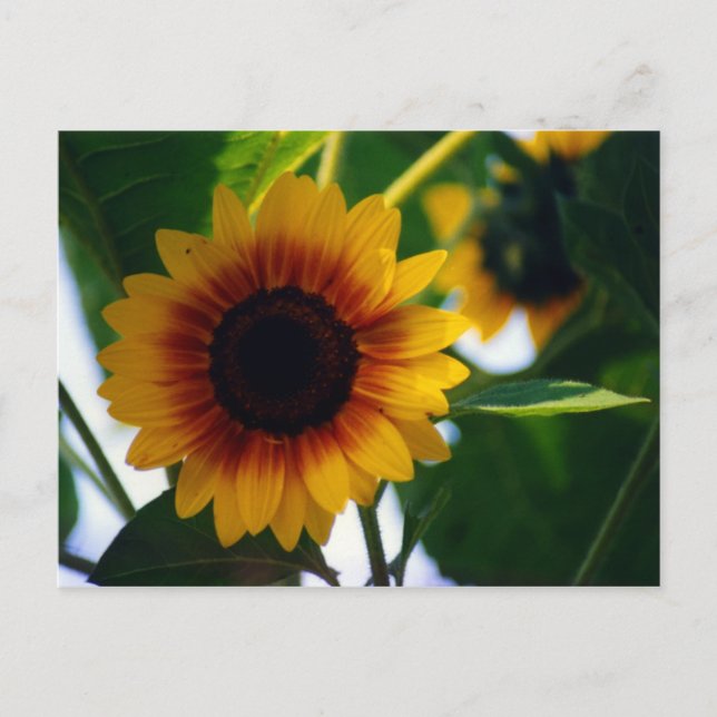 Postal Postcarta de girasol (Anverso)