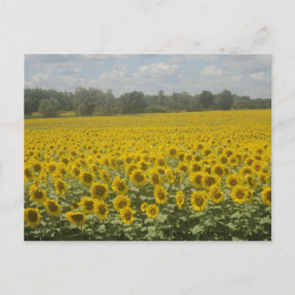 Postal Postcarta de girasol