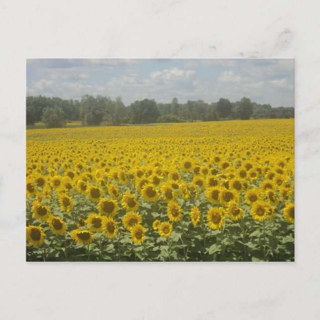 Postal Postcarta de girasol (Anverso)