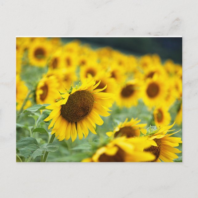 Postal Postcarta de girasol (Anverso)