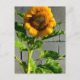Postal Postcarta de girasol