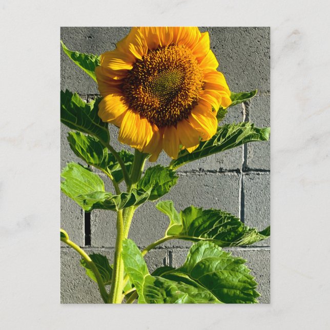 Postal Postcarta de girasol (Anverso)