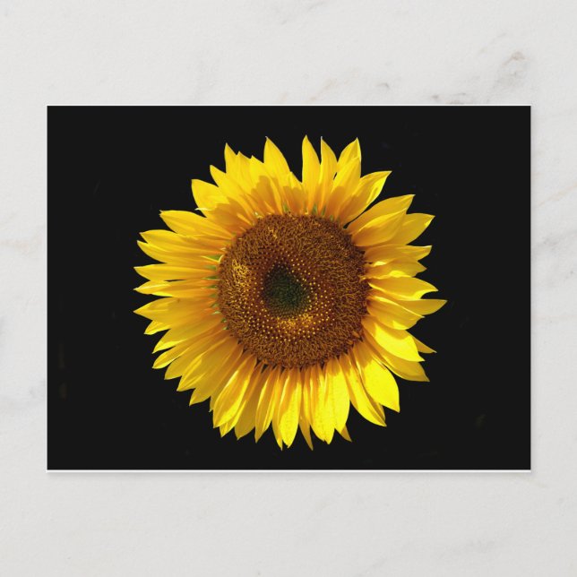 Postal Postcarta de girasol (Anverso)