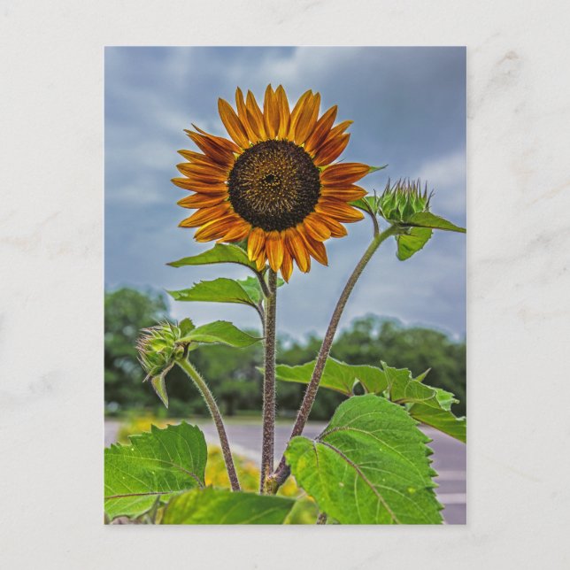 Postal Postcarta de girasol (Anverso)