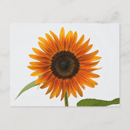 Postal Postcarta de girasol