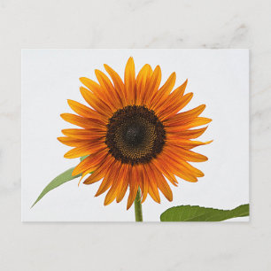 Postal Postcarta de girasol