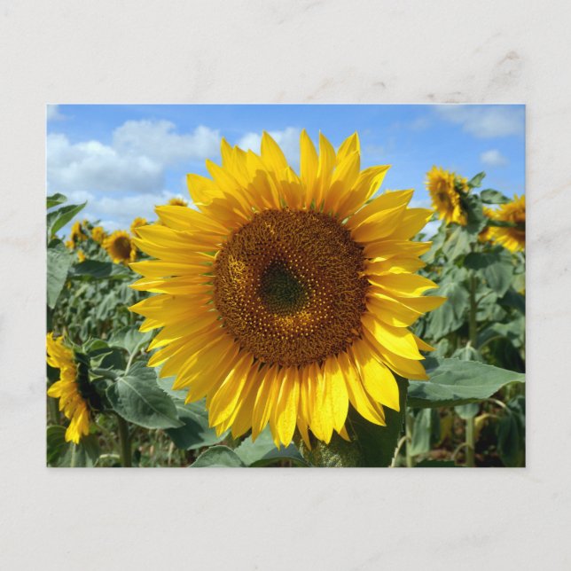 Postal Postcarta de girasol (Anverso)