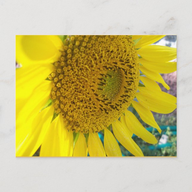 Postal Postcarta de girasol (Anverso)