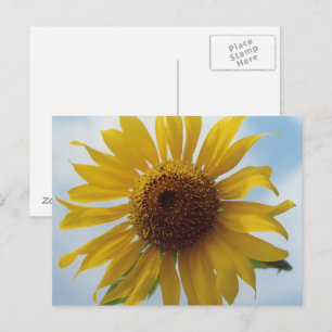 Postal Postcarta de girasol