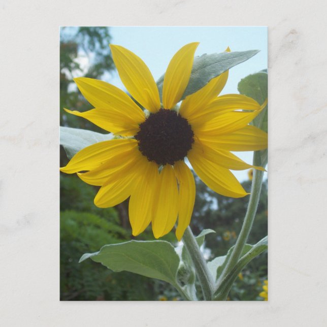 Postal Postcarta de girasol mexicano (Anverso)