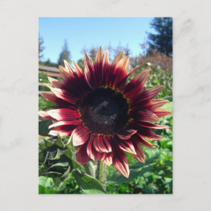 Postal Postcarta de girasol rojo