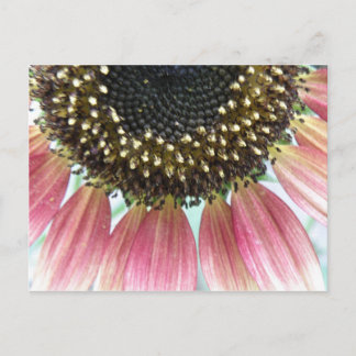 Postal Postcarta de girasol rosa