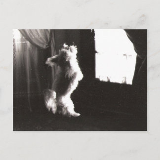 Postal Postcarta de hobbitt