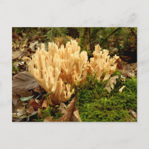 Postal Postcarta de hongos de Ramaria stricta