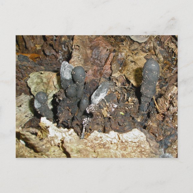 Postal Postcarta de hongos hongos en dedo del hombre muer (Anverso)