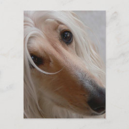 Postal Postcarta de hound afgana